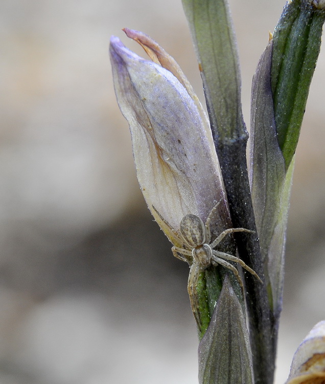 Philodromidae
